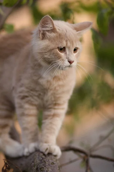 Bonito gato confuso no galho da árvore, animais engraçados, gatinho andando ao ar livre — Fotografia de Stock