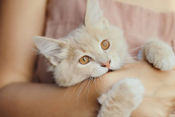 Cute figlarny kociak w ramionach dziewczyny, kot imbir gryzący rękę kobiety, Kobieta i kot chodzenie w ogrodzie letnim — Zdjęcie stockowe