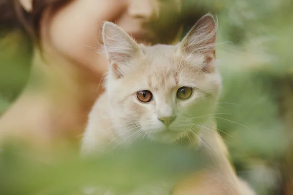 Niedliches verspieltes Kätzchen in den Armen eines Mädchens, eine Ingwerkatze streichelt weibliche Hände, eine Frau und eine Katze spazieren im Sommergarten — Stockfoto