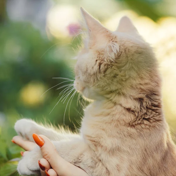 Lindo gatito juguetón en los brazos de una chica, un gato jengibre toma caricia de manos femeninas, una mujer y un gato caminando en el jardín de verano — Foto de Stock
