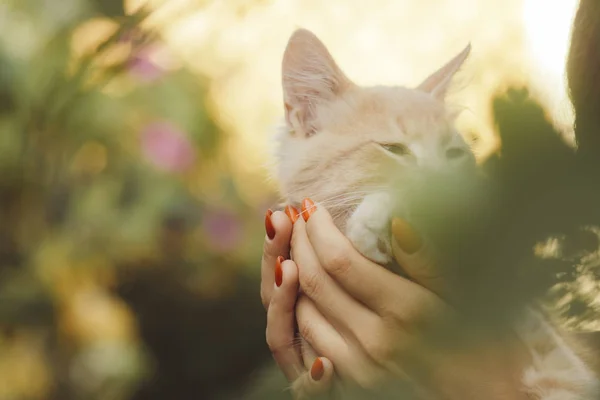 Cute senny kociak w ramionach dziewczyny, kota imbir bierze pieścić z rąk kobiet, Kobieta i kot chodzenie w ogrodzie letnim — Zdjęcie stockowe