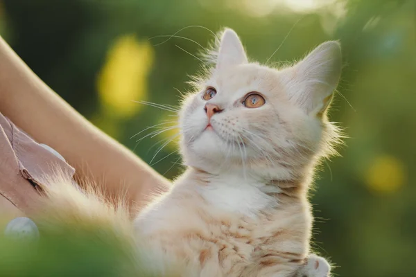 Gatinho brincalhão bonito nos braços de uma menina, um gato de gengibre leva carícia de mãos femininas, uma mulher e um gato andando no jardim de verão — Fotografia de Stock