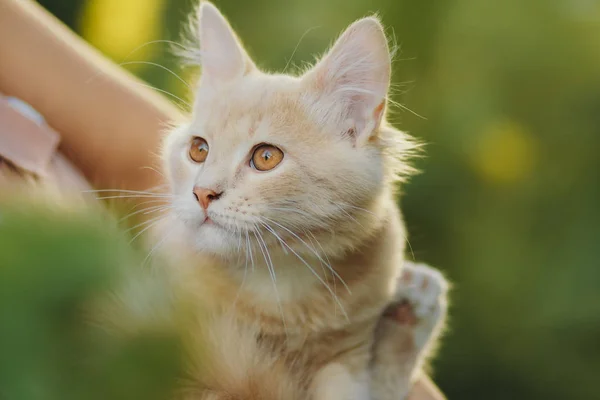 Gatinho brincalhão bonito nos braços de uma menina, um gato de gengibre leva carícia de mãos femininas, uma mulher e um gato andando no jardim de verão — Fotografia de Stock