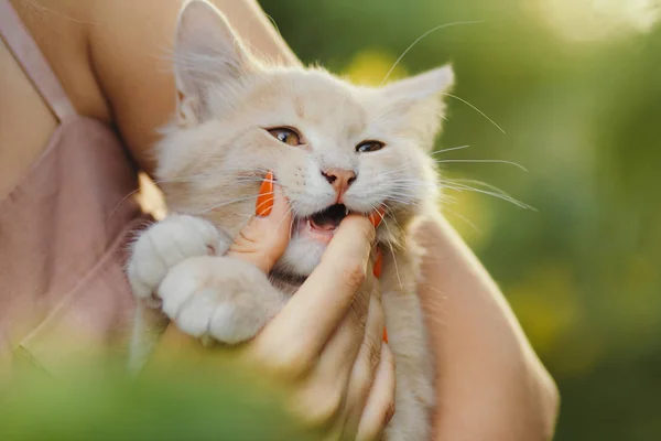 Cute figlarny kociak w ramionach dziewczyny, kot imbir gryzący rękę kobiety, Kobieta i kot chodzenie w ogrodzie letnim — Zdjęcie stockowe