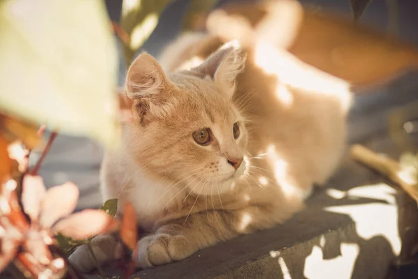 Gato asoma por detrás de las flores y hojas, un lindo retrato de un gatito jengibre caminando en el patio, animales divertidos — Foto de Stock