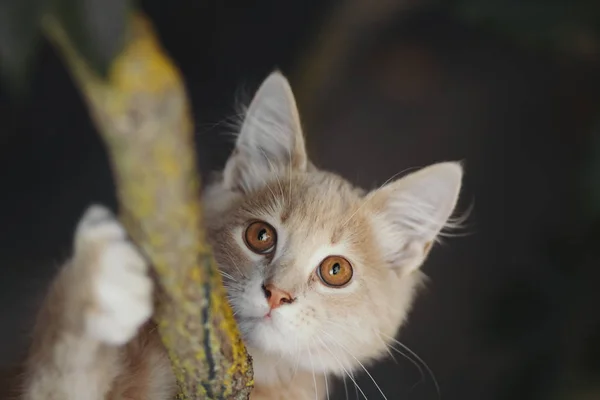 Gatinho gengibre brincalhão pendurado em um ramo e olhando para cima, retrato de gato de caça, animais engraçados na natureza — Fotografia de Stock