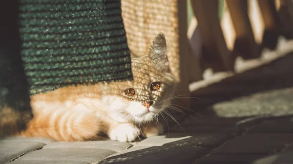 Drăguț pisoi ghimbir de mers pe jos în curte, pisica joc în aer liber, animale amuzante — Fotografie, imagine de stoc