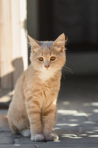 Милый рыжий котенок сидит рядом с деревянной беседкой во дворе, кошка гуляет на открытом воздухе, прекрасные домашние животные — стоковое фото