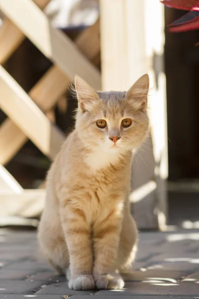 Söt ingefära kattunge sitter nära trä Arbor på gården, katt gå utomhus, härliga husdjur — Stockfoto