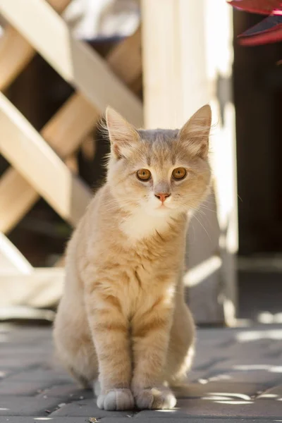 Stock image cute ginger kitten sits near wooden arbor in the yard, cat walking outdoors, lovely pets