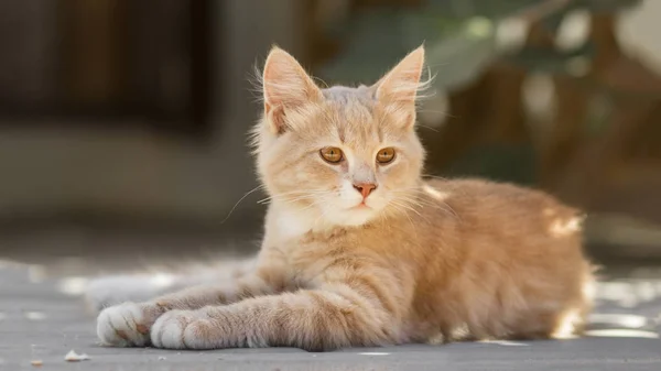 Retrato de gatinho de gengibre bonito deitado no quintal, gato andando ao ar livre, animais de estimação adoráveis na natureza — Fotografia de Stock