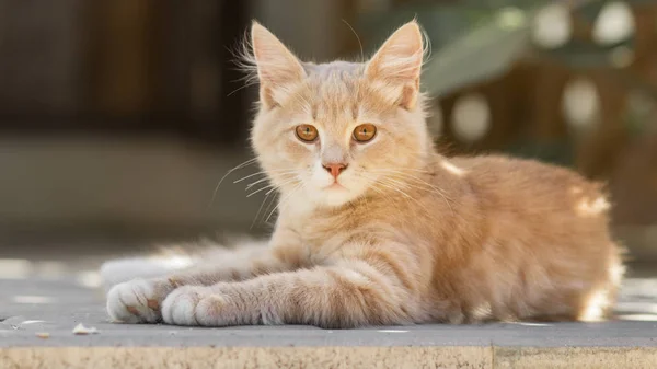 Retrato de gatinho de gengibre bonito deitado no quintal, gato andando ao ar livre, animais de estimação adoráveis na natureza — Fotografia de Stock