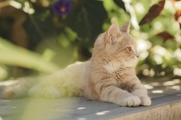 Portrait von niedlichen Ingwerkätzchen, die im Hof liegen, Katzen, die draußen spazieren gehen, liebliche Haustiere in der Natur — Stockfoto