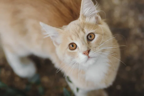 Porträt des süßen Ingwer-Kätzchens von oben, Katze geht ins Freie, Haustiergesicht mit braunen Augen blickt in die Kamera — Stockfoto