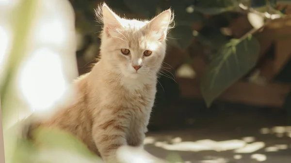 Retrato de gatinho de gengibre bonito no quintal, gato andando ao ar livre, animais de estimação adoráveis na natureza — Fotografia de Stock