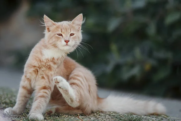 cute ginger kitten walking in the yard, cat walking outdoors, funny animals