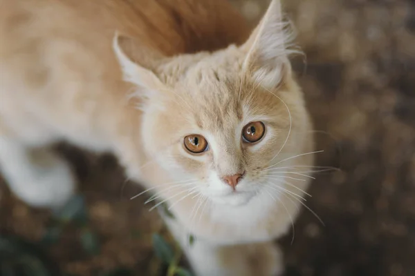 Retrato de bonito gengibre gatinho vista superior, gato andando ao ar livre, cara de animal de estimação com olhos castanhos olhando para a câmera — Fotografia de Stock