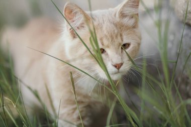 Dışarıda yürüyen sevimli kedi yavrusu, çimenlerde avlanan küçük kızıl kedi portresi, hayvan alışkanlıkları.
