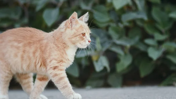 Милый рыжий котенок гуляет во дворе, кот гуляет на свежем воздухе, смешные животные — стоковое фото