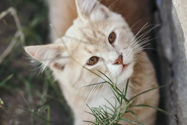 Gatinho bonito andando na natureza, retrato facial de pequeno gato de gengibre na grama, vista superior — Fotografia de Stock