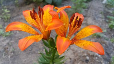 iki güzel turuncu Lily çiçek