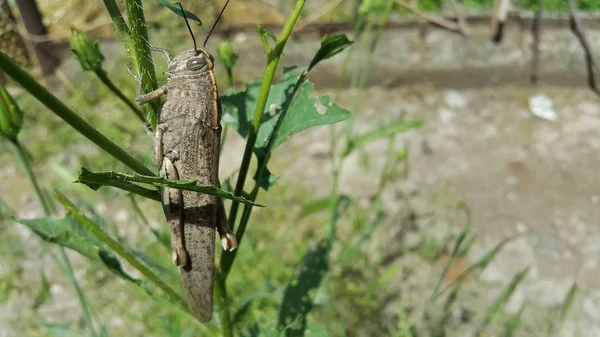 kahverengi çekirgeler, yemek için çim entepeginde otururken, siyah beyaz, çizgili gözleri var