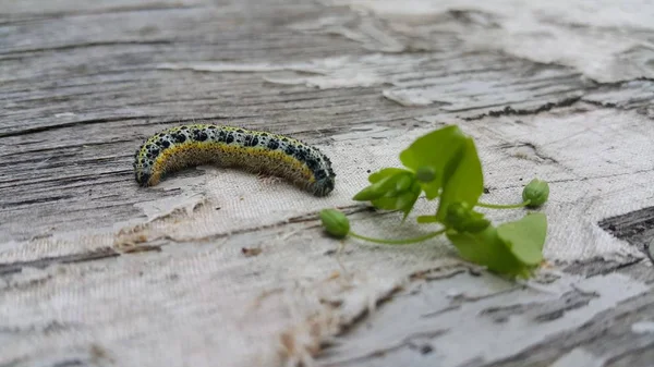 colorful Caterpillar Cabbage White crawling on an old abandoned table, ahead of the leaves