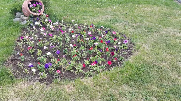 Terakota sepeti güzel çiçekler büyümeye bahçede, böylece bahçede çiçekler sepet dışarı dökmek gibi dekore ayarlanır, çiçekler Kalp şeklinde