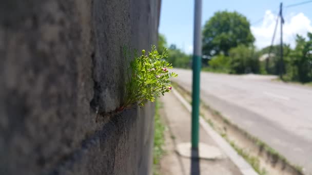 Reine Schönheit Und Umweltfreundlichkeit Der Mauer Zaun Wuchsen Grüne Schöne — Stockvideo