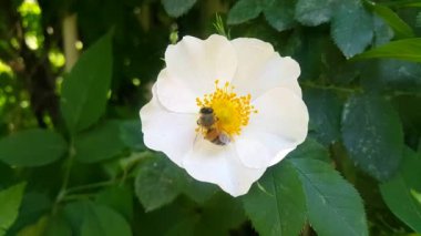 Çalışkan arı şehir Park güneşli bir yaz gününde beyaz köpek gül çiçek polen toplar