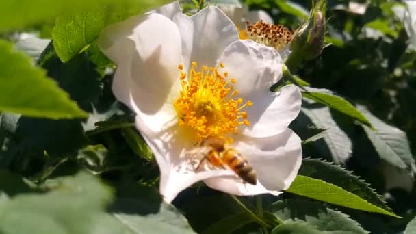 勤勉なミツバチは 市内の公園で晴れた夏の日に白い犬のバラの花から花粉を収集します — ストック動画