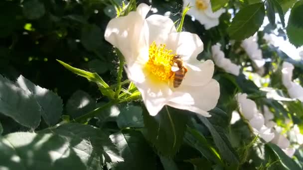 Hardworking Bee Samlar Pollen Från Den Vita Hunden Rosor Blomma — Stockvideo