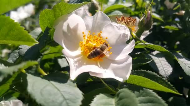 Ape Laboriosa Raccoglie Polline Dal Fiore Rose Cane Bianco Una — Video Stock