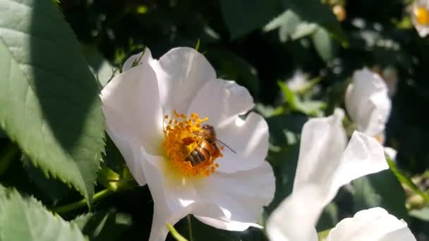 勤勉なミツバチは 市内の公園で晴れた夏の日に白い犬のバラの花から花粉を収集します — ストック動画