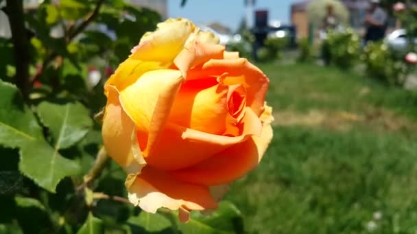 公園内の都市は 明らかに人 テキストの場所に焦点を当てずに 単一のオレンジ色のバラをそっと揺らします — ストック動画