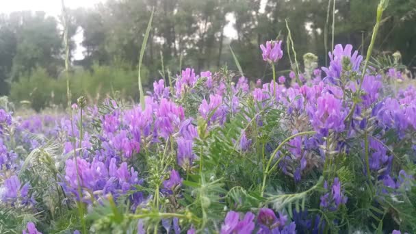 Armenien Staden Martuni Vackra Fält Med Lavendel Lila Blommor Flyger — Stockvideo