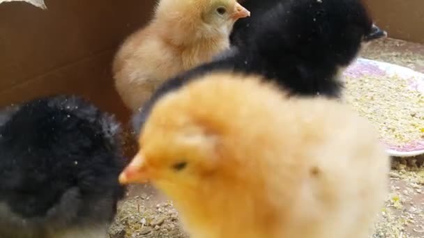 不同颜色的小小鸡的特写 黄色和黑色 Fuss和Peck和从盘子互相推吃 — 图库视频影像