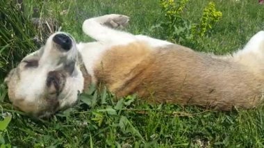 Sevimli Köpek Çim Üzerinde Yalan ve oynamak istiyor
