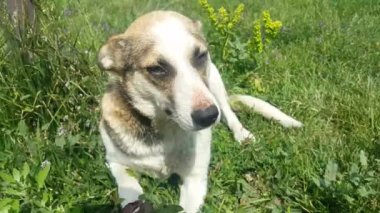 Sevimli Köpek Çim Üzerinde Yalan ve oynamak istiyor