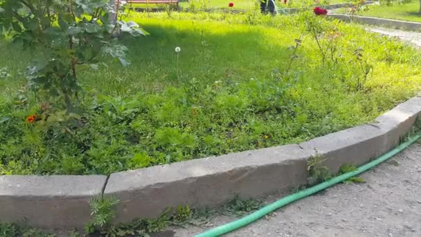 Jardineiro Cidade Parque Com Uma Mangueira Regar Flores Cuidar Rosas — Vídeo de Stock