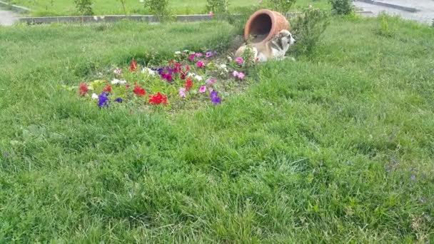 Panier Terre Cuite Est Situé Dans Jardin Poussent Belles Fleurs — Video