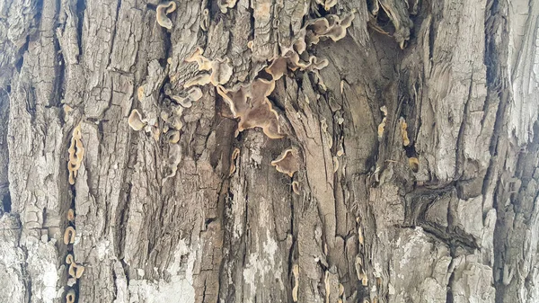 Kora Drzewa Rozgałęzienia Wzorów Drzewo Jest Pokryte Małych Tkanek Grzybiczych — Zdjęcie stockowe