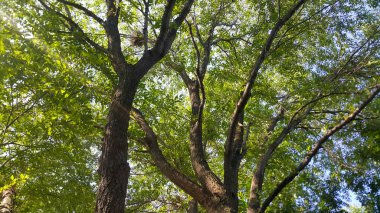 orman, ağaçlar arasında delici bir güneş ışığı, ağaç üzerinde bir kuş yuvası var , manzara ruhu yatıştırıyor, Ermenistan'da filme