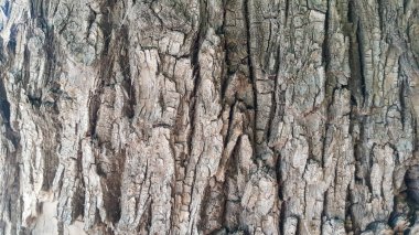 ağacın kabuğu desenleri ile dallanmış, ilginç bir doku çıktı