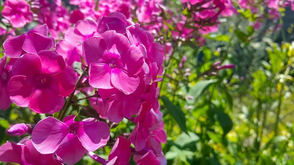 Beautiful Pink Phlox in nature in the garden, the sun\'s rays fall on the flower, Inflorescences Closeup