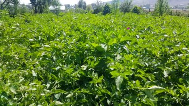 4k, patates tarlası 4 kez sulandıktan sonra, ağustos ayında Ermenistan'da, Martuni şehrinde yemyeşil yapraklar görünür.