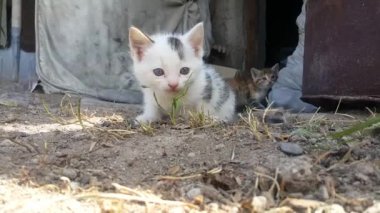 bahçede köyde iki küçük kedi, bir sarı ve gri, ve diğer beyaz ve siyah, çok güzel, cazip olamaz