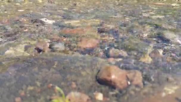 Acqua Dolce Del Fiume Rapide Torrente Montagna Video Rilassante Attraverso — Video Stock