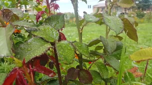 Auf Den Grünen Rosenbüschen Wasser Ergießt Sich Wassertropfen Fließen Die — Stockvideo