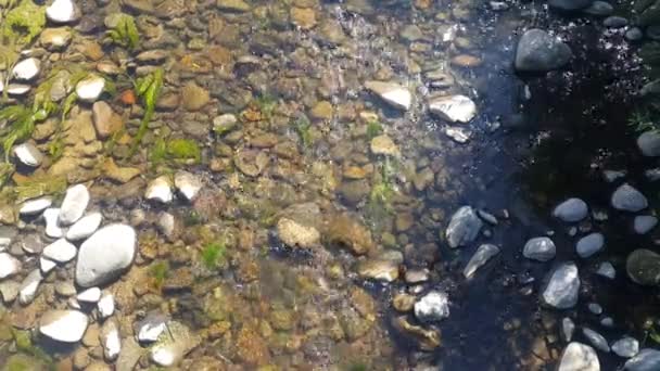 Agua Dulce Del Río Los Rápidos Arroyo Montaña Calmante Vídeo — Vídeo de stock